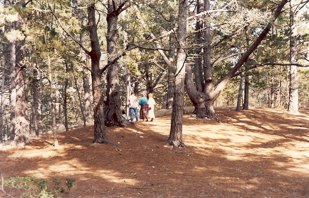 Jacks Peak Park, rare native Monterey Pine forest: An oasis at risk ...