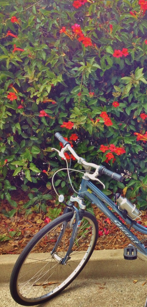 Bike and passion flowers