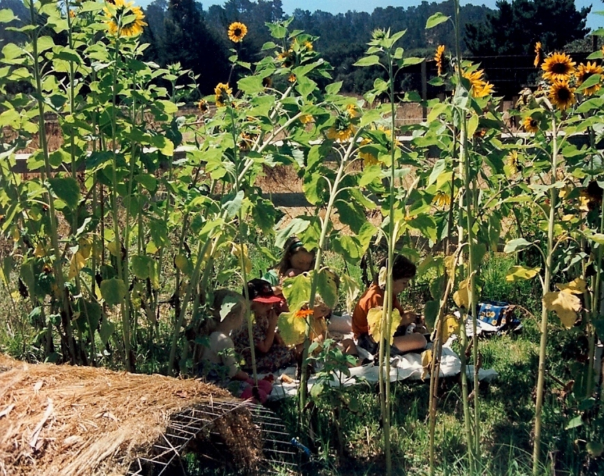 Sunflower house 1996 - cropped